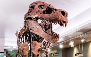 Field Museum