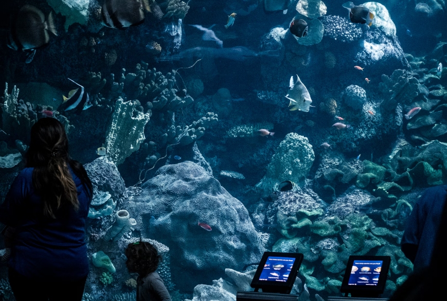 Shedd Aquarium